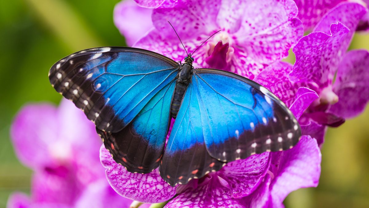 Výstava motýlů v pražské botanické zahradě představí proces jejich vývoje
